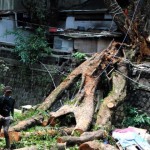 UPTD Pertamanan Diminta Aktif Inventarisir Pohon Tua