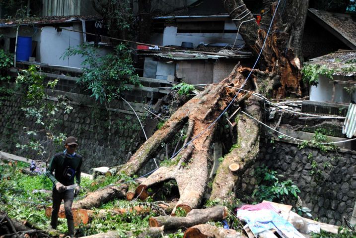 UPTD Pertamanan Diminta Aktif Inventarisir Pohon Tua