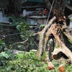Diskamtam Antisipasi Pohon Tumbang