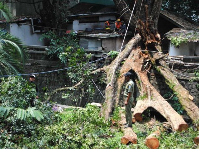Diskamtam Antisipasi Pohon Tumbang