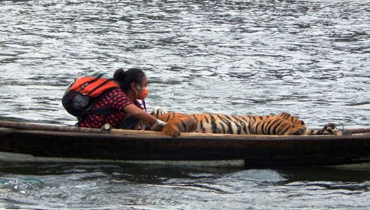 Sejam Seberangi Sungai sembari Mengelus si Raja Hutan