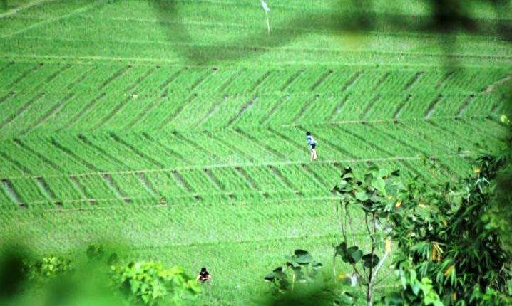 Potensi Besar Wilayah Selatan Pertanian Di KBB
