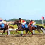 Ratusan Kuda Bertanding