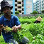 Bertahan Jadi Petani Kangkung