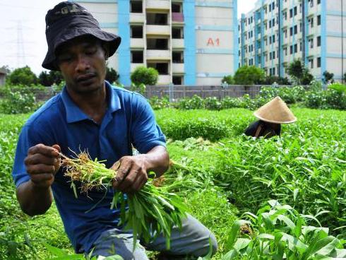 Bertahan Jadi Petani Kangkung