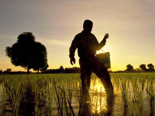 Lebih Suka Kerja di Pabrik, Regenerasi Petani Terus Merosot Petani