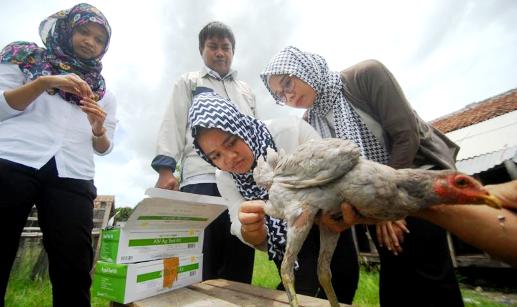 Cegah Flu Burung, Unggas di Cimahi Mulai Divaksin
