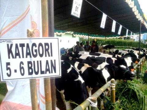 kontes sapi