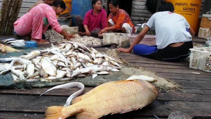 lelang ikan