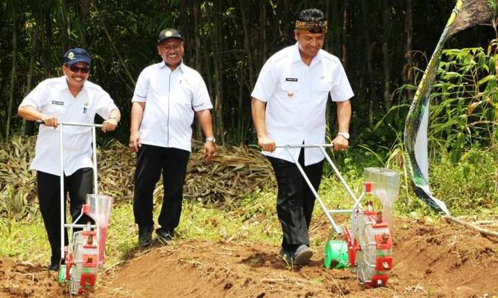 menanam jagung