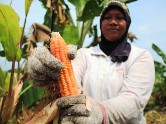 Kesejahteraan Petani Masih Jauh dari Harapan petani
