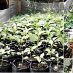 151 RW di Kota Bandung Punya Kampung Berkebun