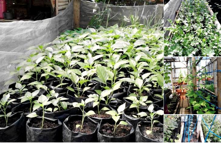 151 RW di Kota Bandung Punya Kampung Berkebun