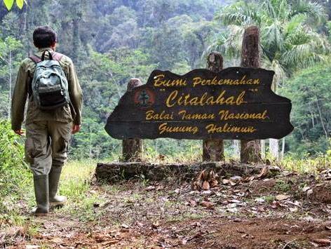 Gunung Halimun Jadi Panggung Festival Music Eco Camp