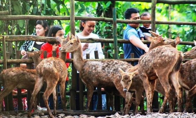 Kebun Binatang Bandung Berbenah Rusa Bonbin
