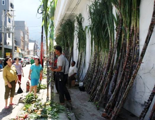 Petani Tebu Bisa Nikmati KUR Hingga Rp 500 Juta Tebu