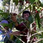 Kopi Garut Miliki Kualitas Dunia