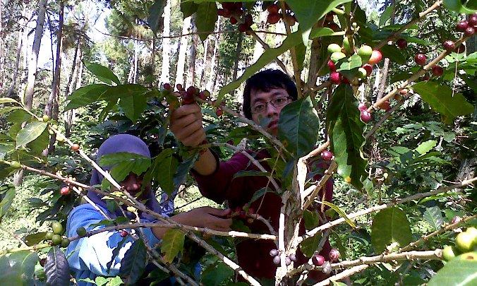 Kopi Garut Miliki Kualitas Dunia