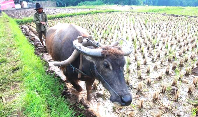 petani