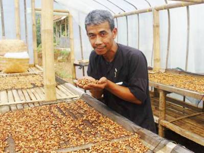 Pagar Tanaman Itu Kini Menangi Kontes Internasional KOPI-JUARA-GUNUNG