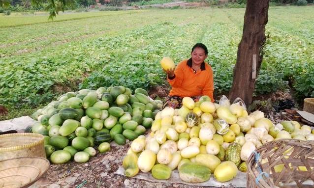 Pedagang timun suri meraup untung