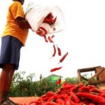 Cabai Rawit Naik Rp 1 Ribu Per Kilogram ABAI