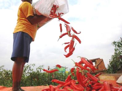 Pasca Idul Fitri, Harga Sayuran Belum Stabil Panen Cabe