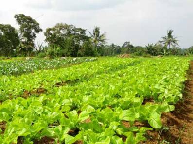 Pemda Tangani Biaya Sertifikasi untuk Pertanian Organik
