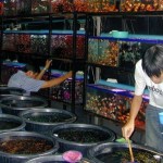 ikan-hias