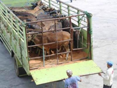 Bulog Jabar Tetap Siap Mendistribusikan sapi