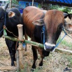 Penjualan Hewan Kurban
