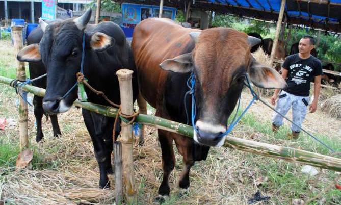 Hewan Layak Kurban Ditempeli Label Penjualan Hewan Kurban