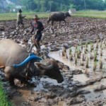 Raperda Perlindungan Petani Segera Dibahas