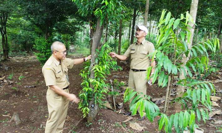 Pohon Gaharu
