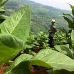 Ngurus Bea Cukai Ribet