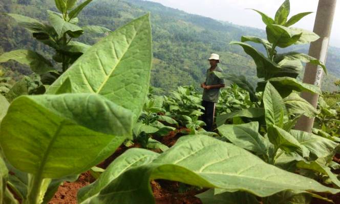 Ngurus Bea Cukai Ribet