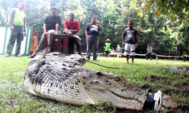 Waspada! Ada Buaya Muara, Penemuan Pertama dalam 70 Tahun Terakhir buaya-muara