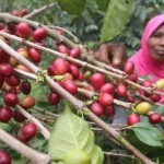 Petani Kopi Gagal Panen