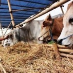 Pemkot Cimahi Sediakan 3.600 Kalung Sehat