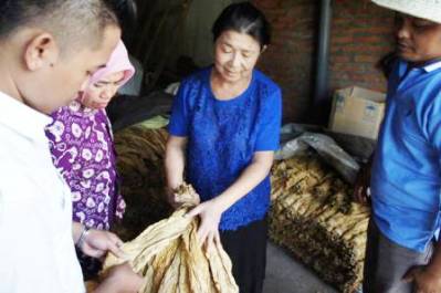Rangkul Petani Tembakau Masuk Koperasi petani-tembakau