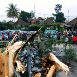 Siapkan KTP Pohon Tahun Depan