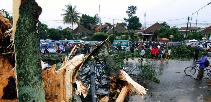 Siapkan KTP Pohon Tahun Depan