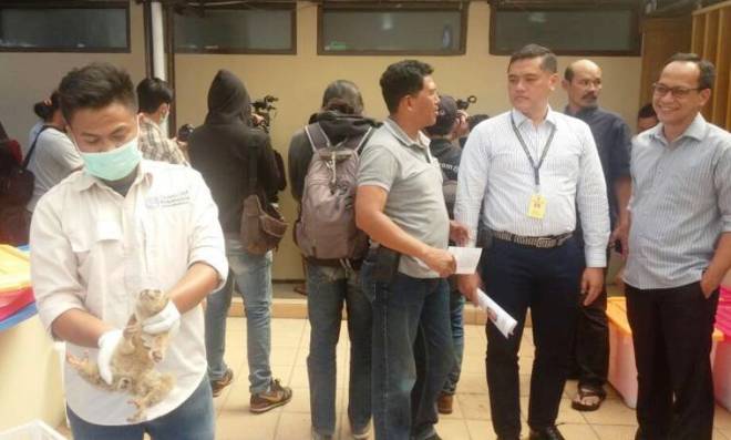 Polisi Bekuk Penjual Kukang