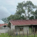 Mako yang Seram, Ciku Kecil yang Menakutkan