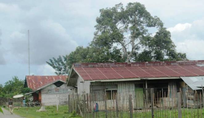 Mako yang Seram, Ciku Kecil yang Menakutkan