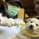 DEMI KESEHATAN: Petugas tengah menyuntik anjing peliharaan untuk mengantisipasi rabies.