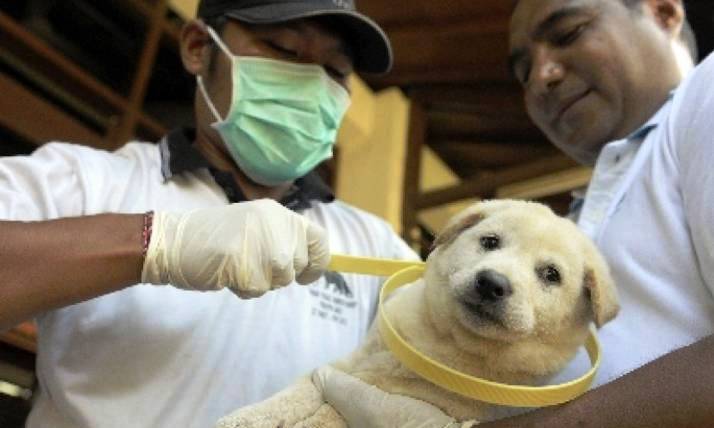 DEMI KESEHATAN: Petugas tengah menyuntik anjing peliharaan untuk mengantisipasi rabies.