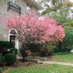 Menyusuri Park Ridge, Kota Kecil Tempat Hillary Clinton Dibesarkan