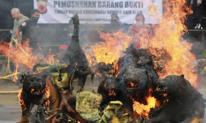 pemusnahan-barang-bukti-satwa-langka-yang-diawetkan-fajri-achmad-nf-2810201602