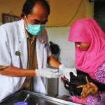 Diskopindagtan: Bedakan Ayam Sehat dan Tidak